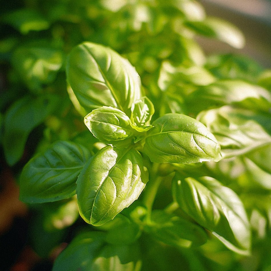 Basilicum zaden 'Genovese' - 200 biologische zaden