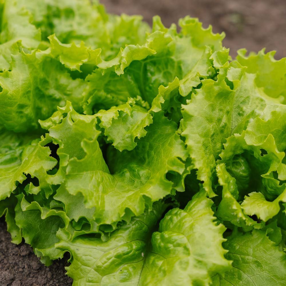 Batavia sla zaden 'Blonde de Paris' - 200 biologische zaden