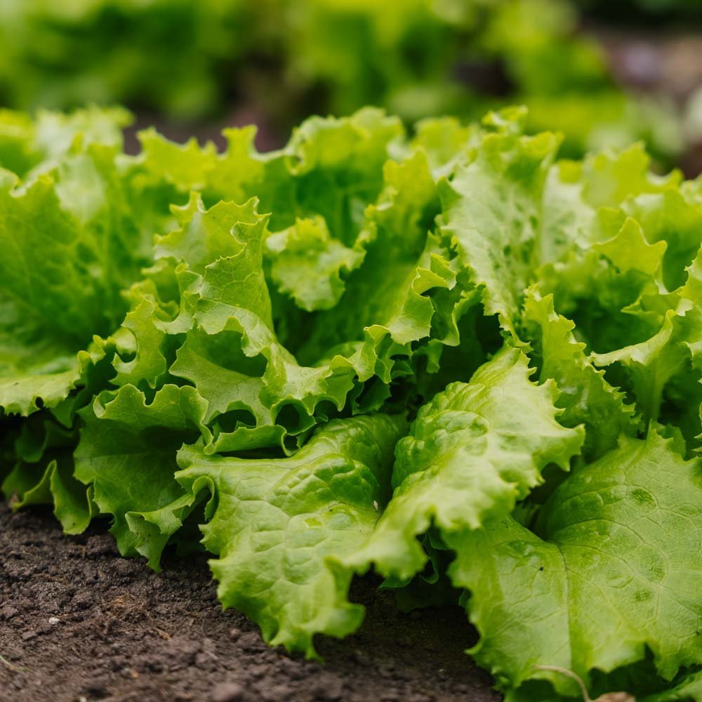 Batavia sla zaden 'Blonde de Paris' - 200 biologische zaden