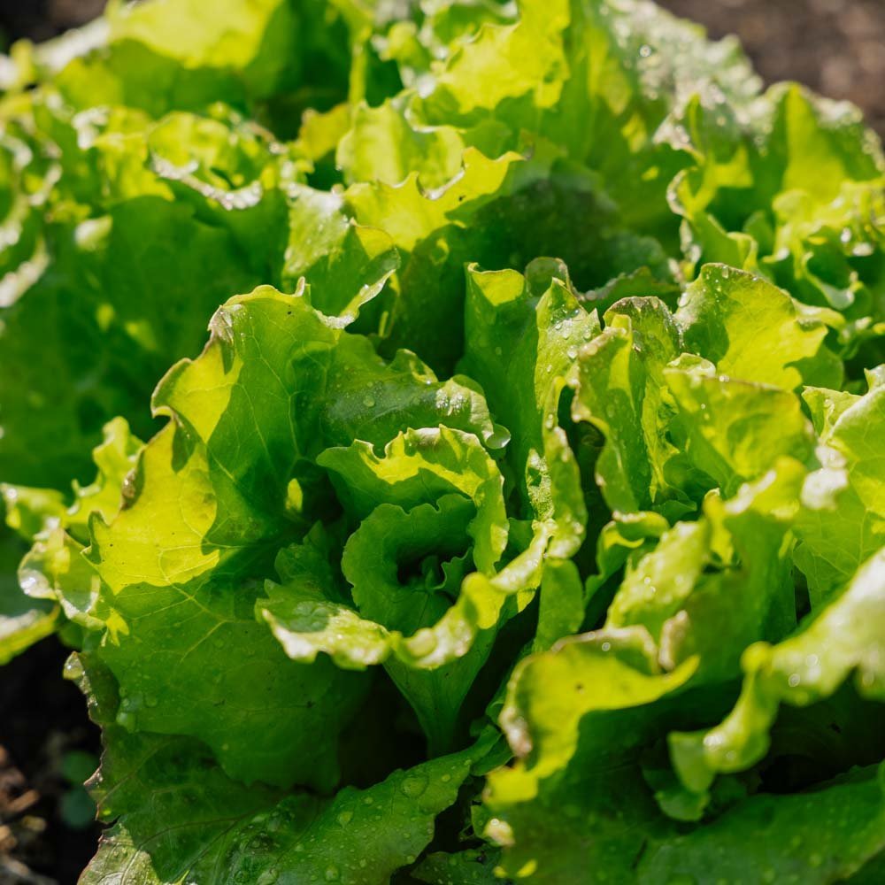 Bataviaslazaden 'Maravilla de Verano' - 200 biologische zaden