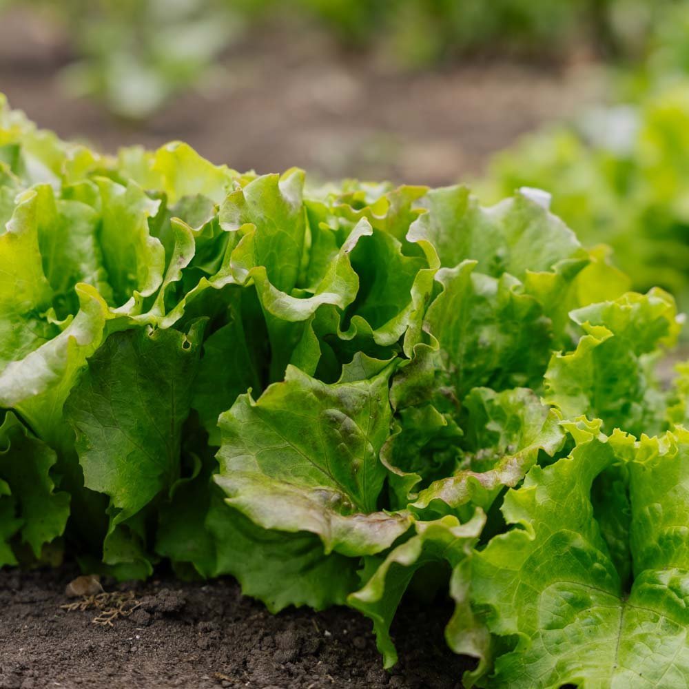 Bataviaslazaden 'Maravilla de Verano' - 200 biologische zaden