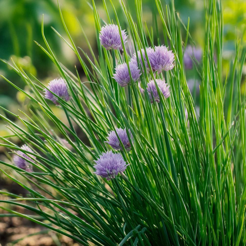 Bieslook zaden - 200 biologische zaden