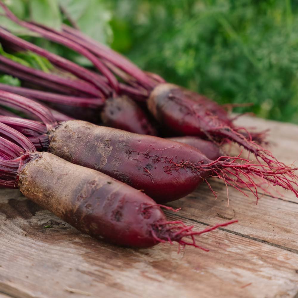 Bietenzaden 'Cylindra' - 50 biologische zaden