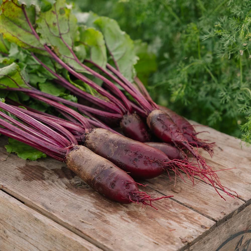 Bietenzaden 'Cylindra' - 50 biologische zaden