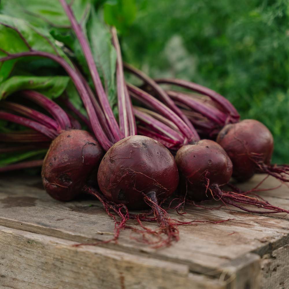 Bietenzaden 'Detroit 2' - 50 biologische zaden