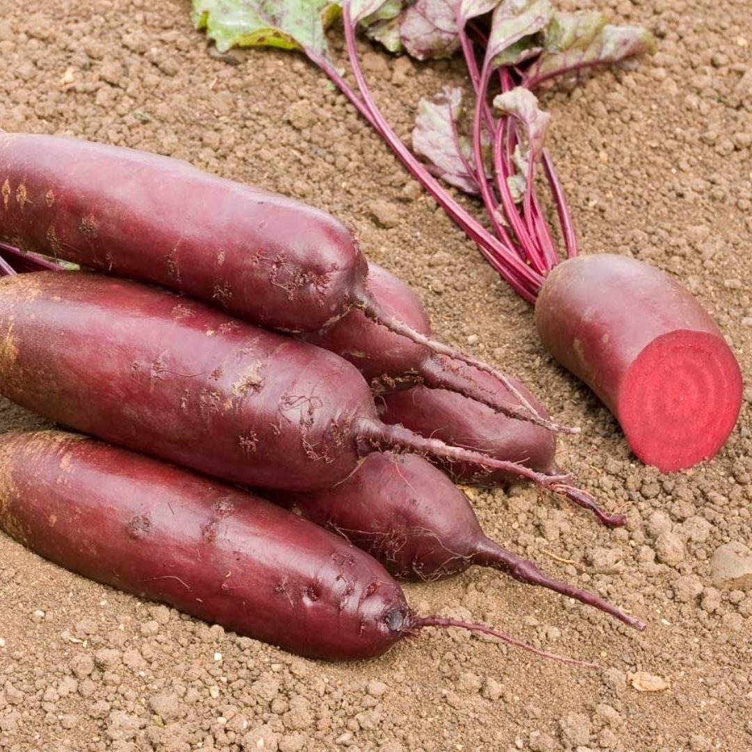 Bietenzaden 'Foniro' - 50 biologische zaden