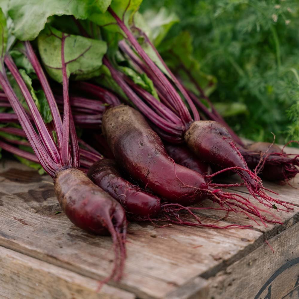 Bietenzaden 'Foniro' - 50 biologische zaden