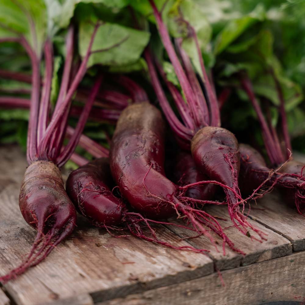 Bietenzaden 'Foniro' - 50 biologische zaden