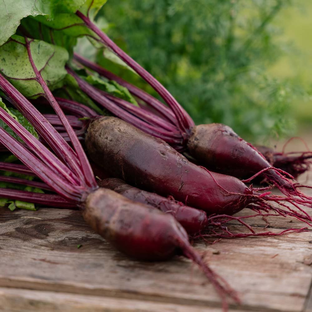 Bietenzaden 'Foniro' - 50 biologische zaden