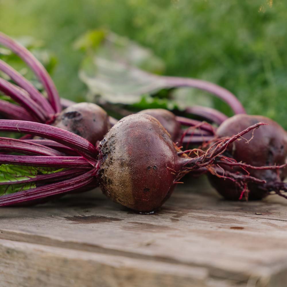 Bietenzaden 'Platronde' - 50 biologische zaden