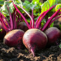 Bietenzaden 'Platronde' - 50 biologische zaden