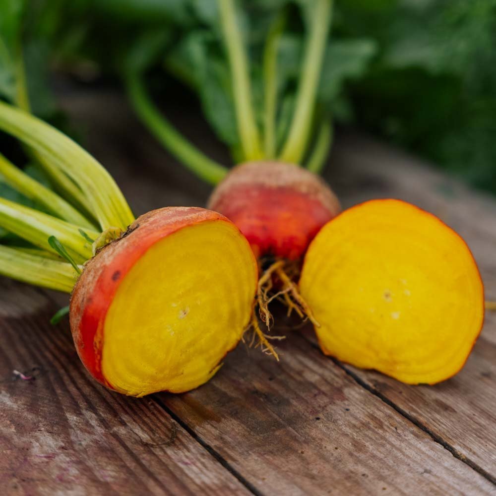 Bietenzaden 'Wintersonne' - 50 biologische zaden