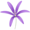 Berglelie bollen / Ixiolirion