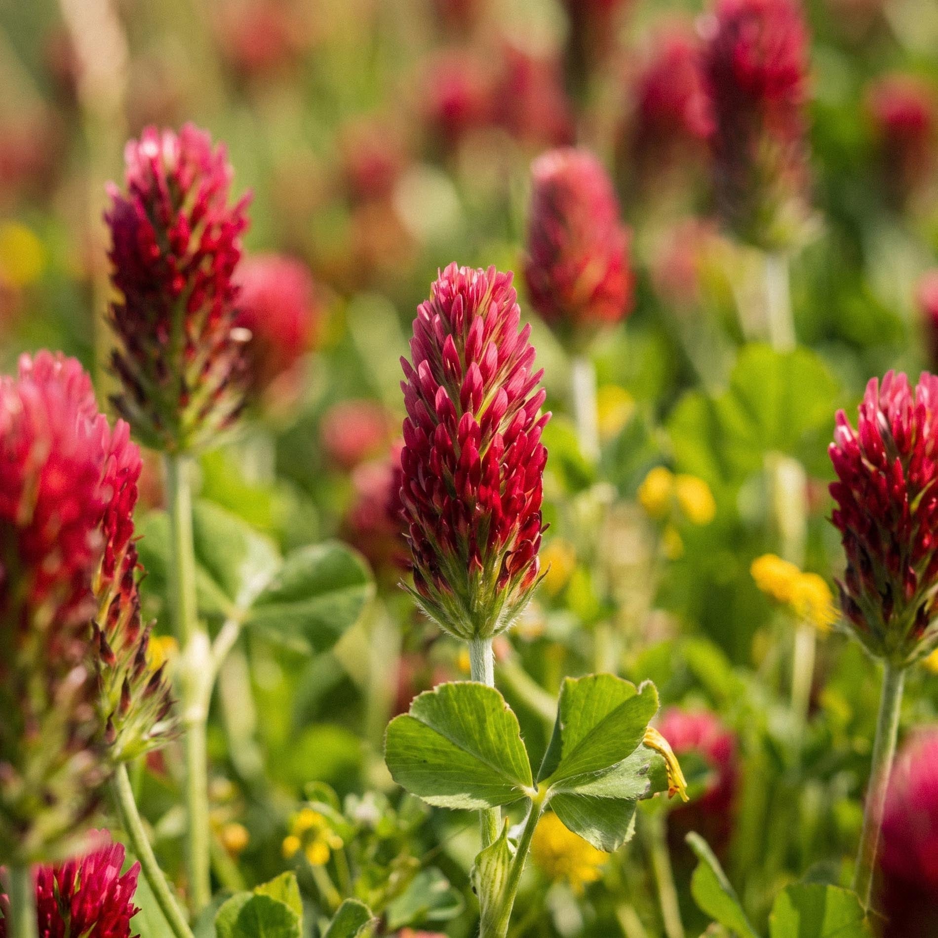 Bloedklaver zaden 'Crimson clover' - 1000 biologische zaden