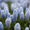 Bloembollenlasagne 'Bluebell Wood'