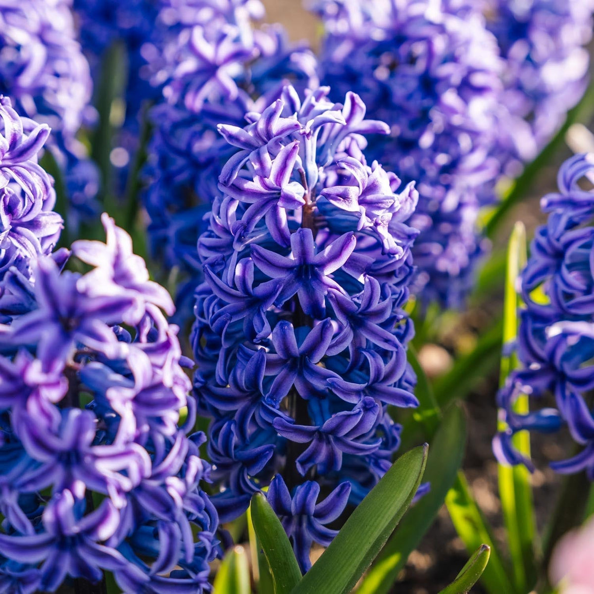 Bloembollenlasagne 'Bluebell Wood'