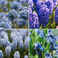 Bloembollenlasagne 'Bluebell Wood'