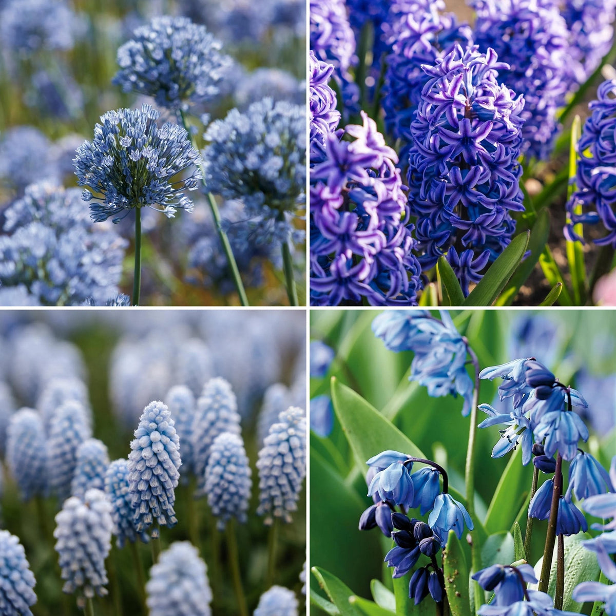Bloembollenlasagne 'Bluebell Wood'
