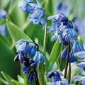 Bloembollenlasagne 'Bluebell Wood'