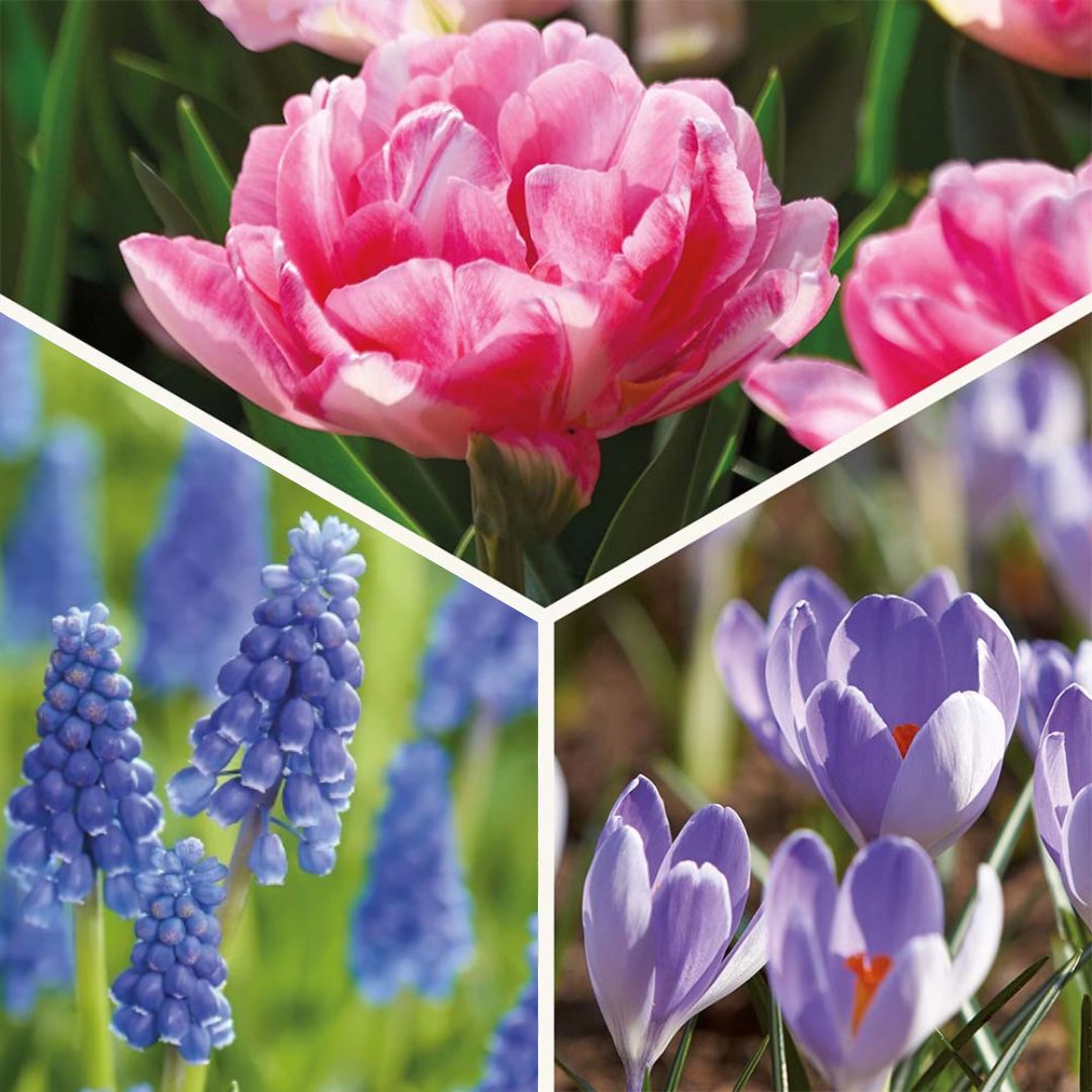 Bloembollenlasagne 'Blush & Breeze'