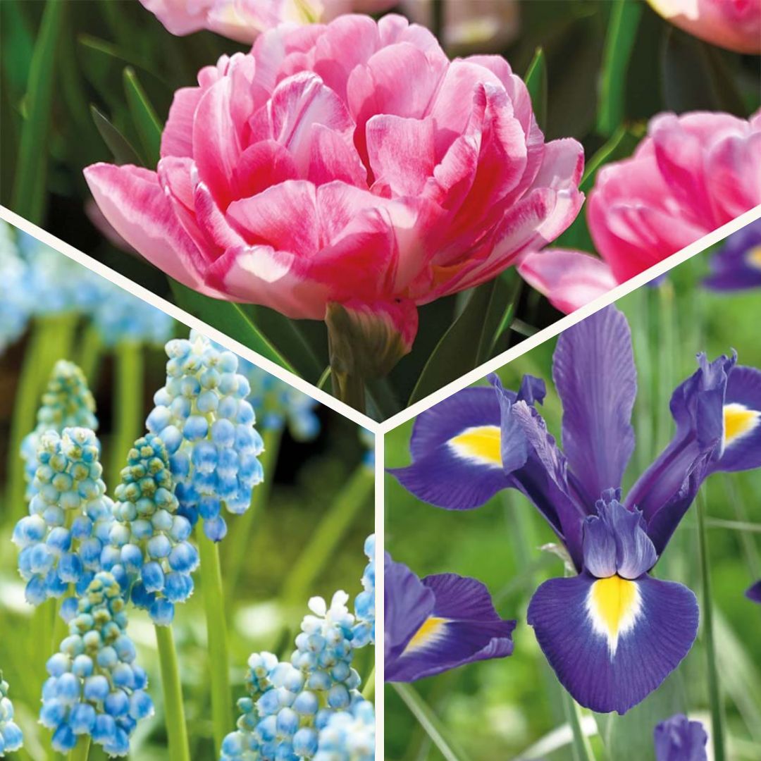 Bloembollenlasagne 'Blush & Breeze'