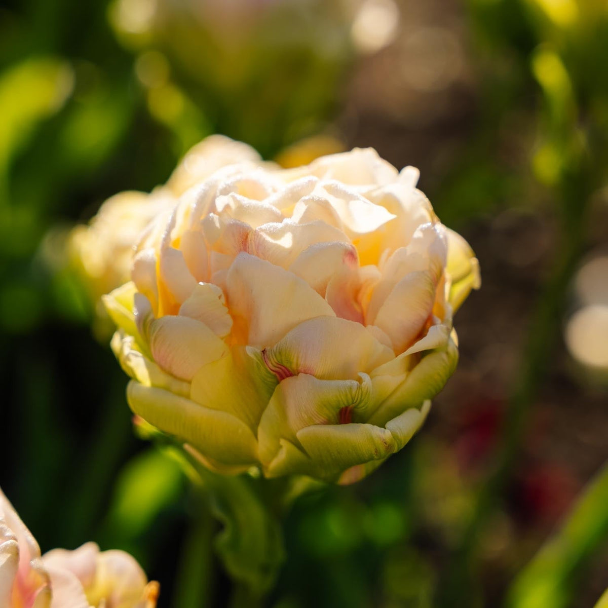 Bloembollenlasagne 'Canary Wharf Garden'