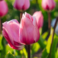 Bloembollenlasagne 'Cherry Blossom'