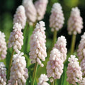 Bloembollenlasagne 'Cherry Blossom'