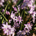 Bloembollenlasagne 'Cherry Blossom'