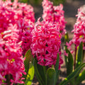 Bloembollenlasagne 'Cherry Blossom'