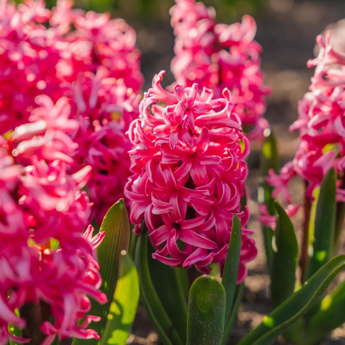 Bloembollenlasagne 'Cherry Blossom'