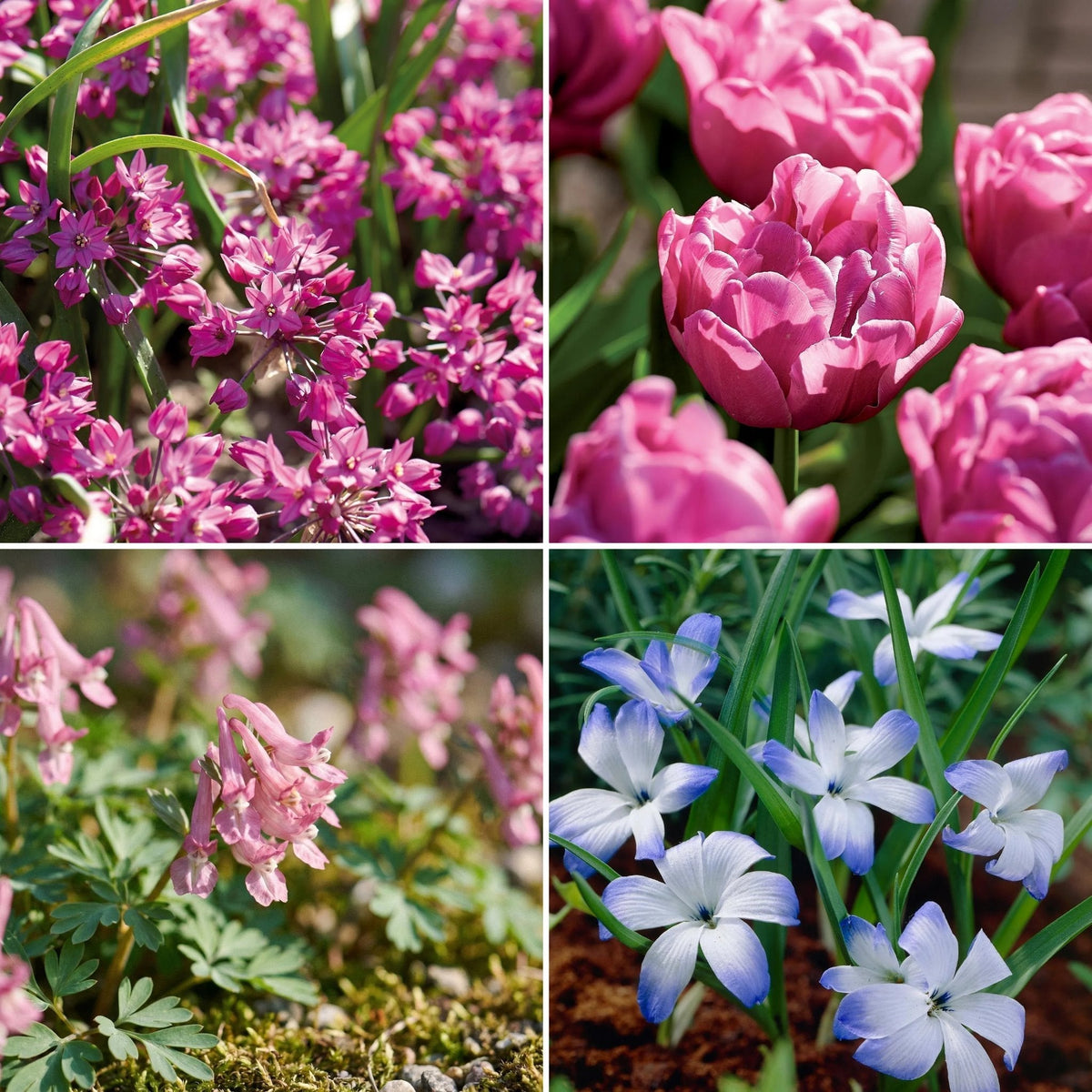 Bloembollenlasagne 'Confetti Garden'