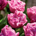Bloembollenlasagne 'Confetti Garden'