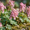 Bloembollenlasagne 'Confetti Garden'