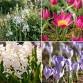 Bloembollenlasagne 'Flower Market'