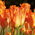 Bloembollenlasagne 'Golden Spring'