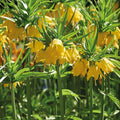 Bloembollenlasagne 'Golden Spring'