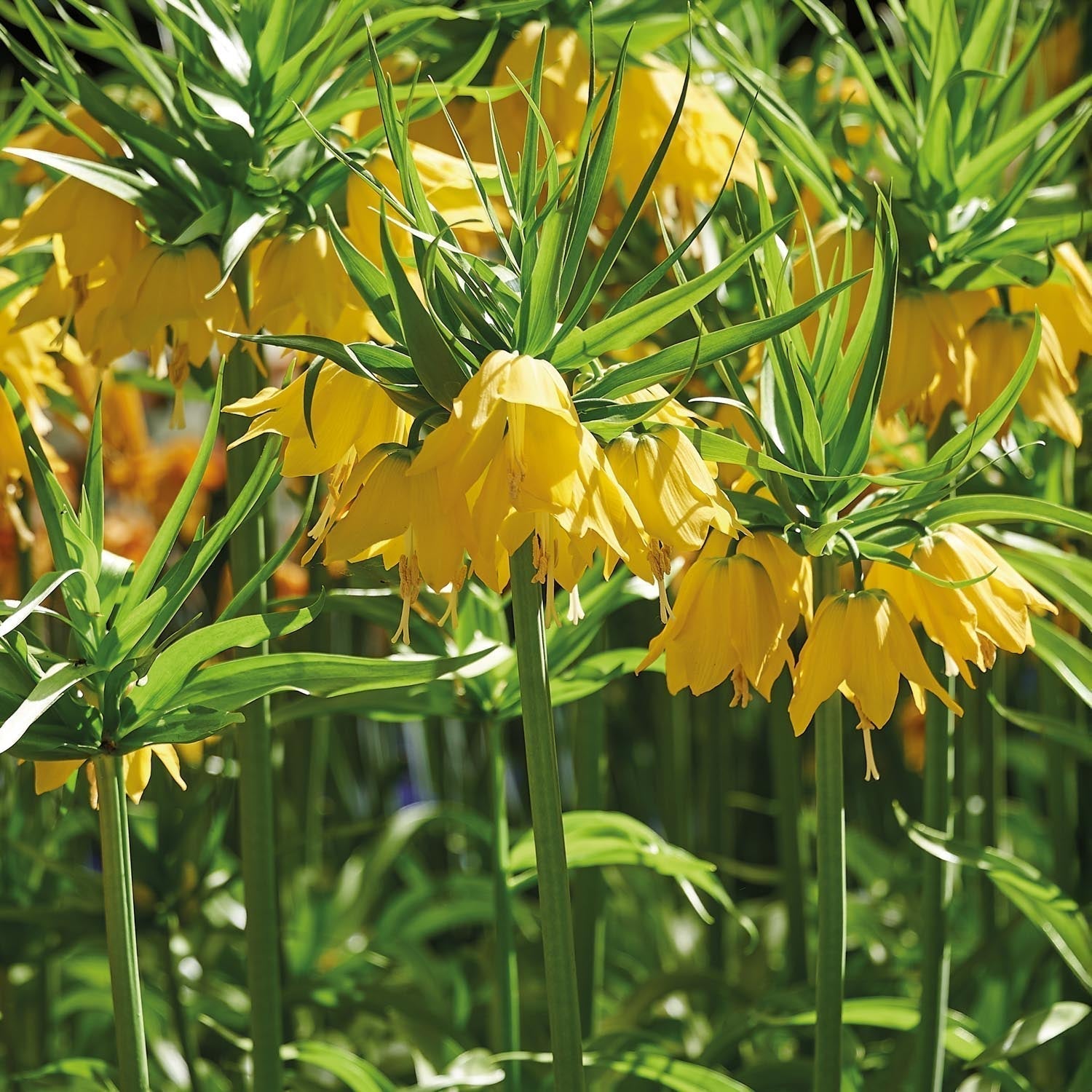 Bloembollenlasagne 'Golden Spring'