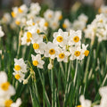 Bloembollenlasagne 'Golden Spring'
