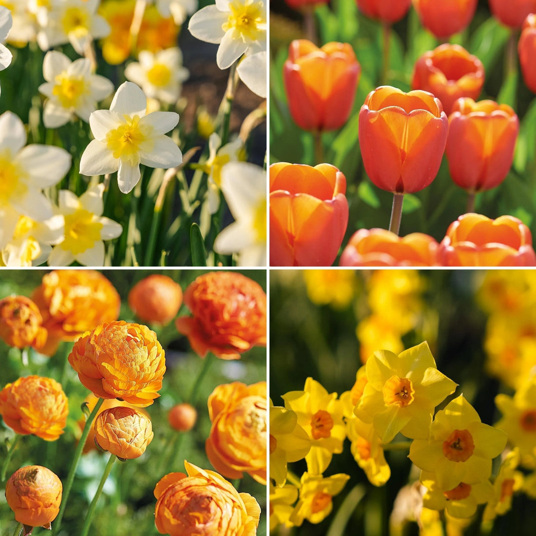 Bloembollenlasagne 'Golden Spring'