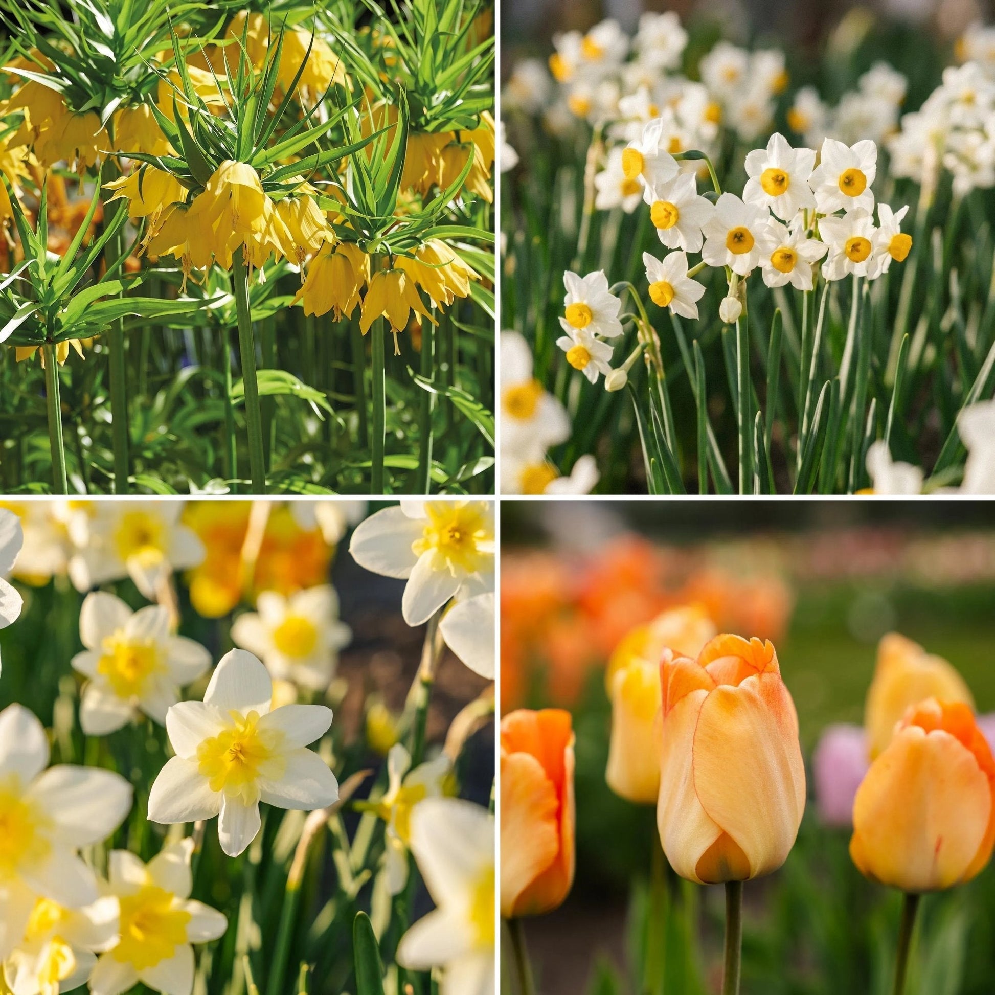 Bloembollenlasagne 'Golden Spring'