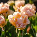 Bloembollenlasagne 'Harlequin'