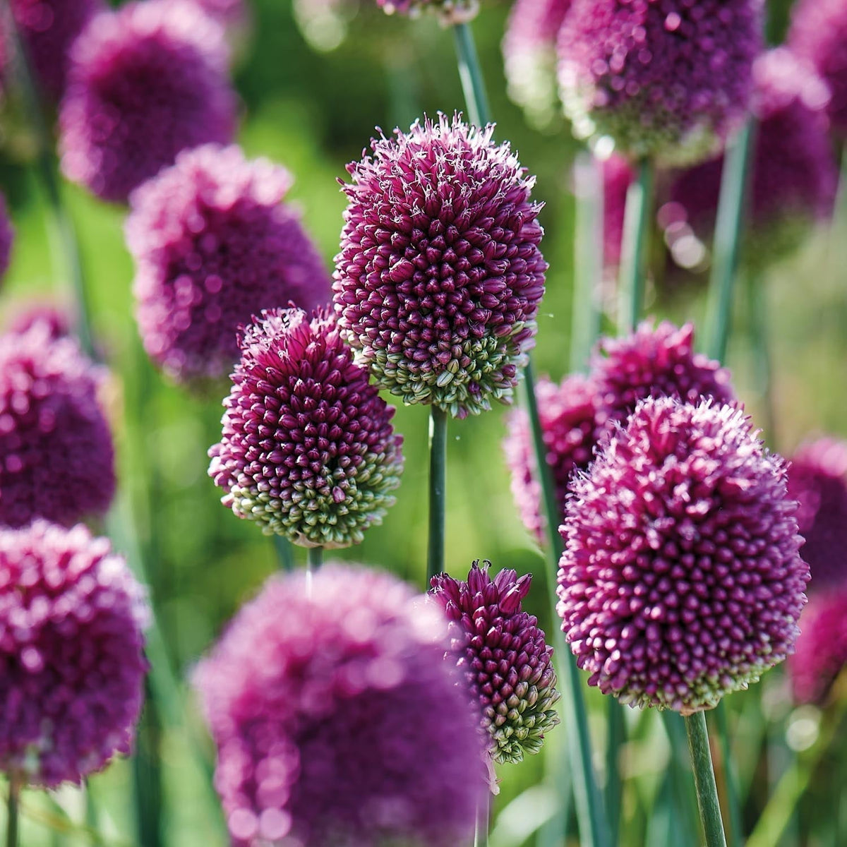 Bloembollenlasagne 'Harlequin'