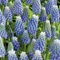 Bloembollenlasagne 'Icy Blue Morning'