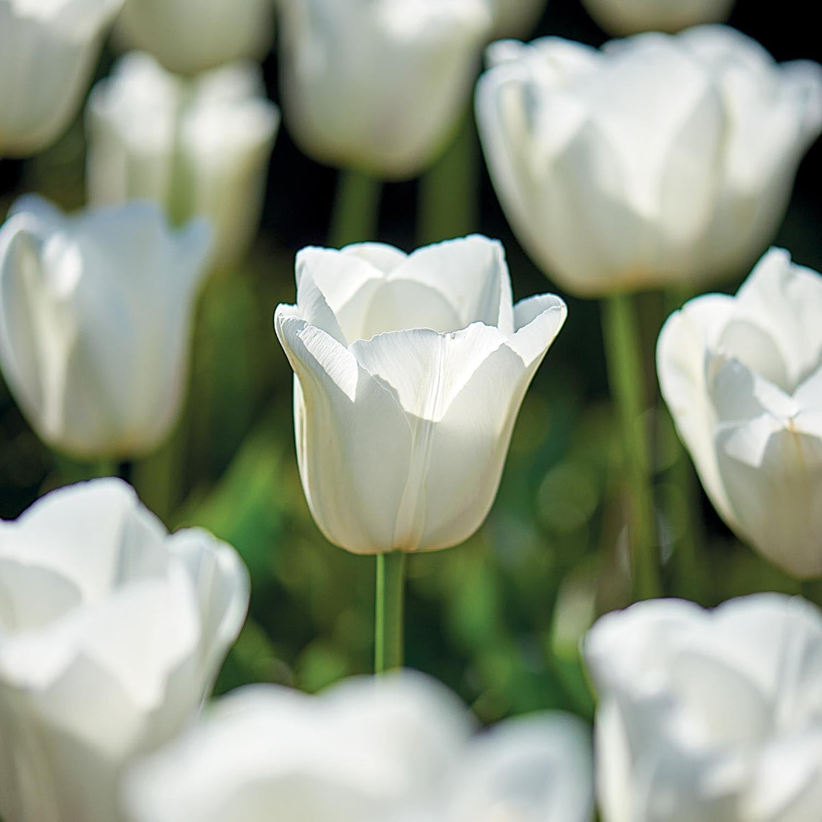 Bloembollenlasagne 'Ivory Lace'