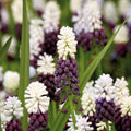 Bloembollenlasagne 'Lavender Mist'