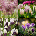 Bloembollenlasagne 'Lavender Mist'