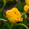 Bloembollenlasagne 'Lemon Breeze'