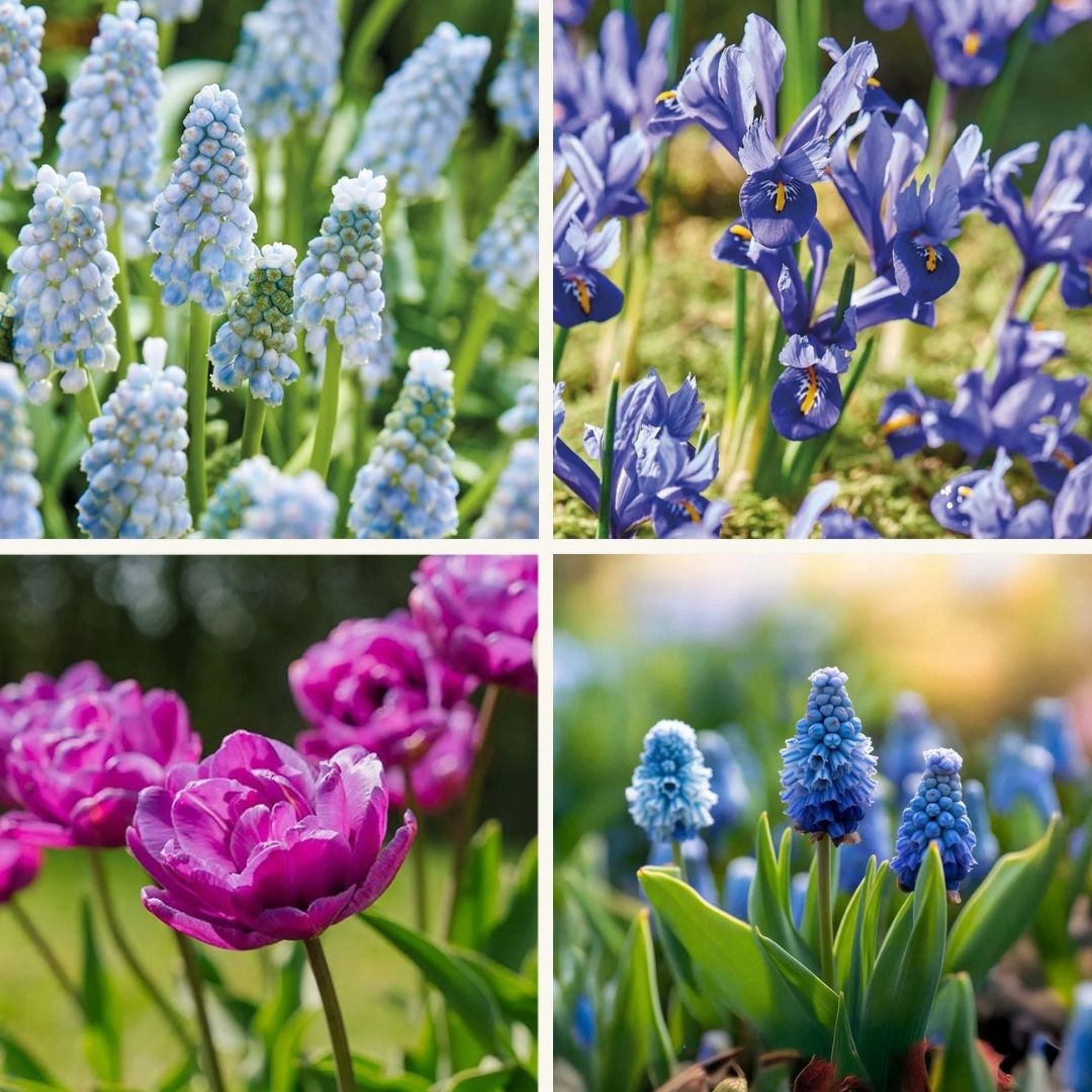 Bloembollenlasagne 'Midnight Blue'