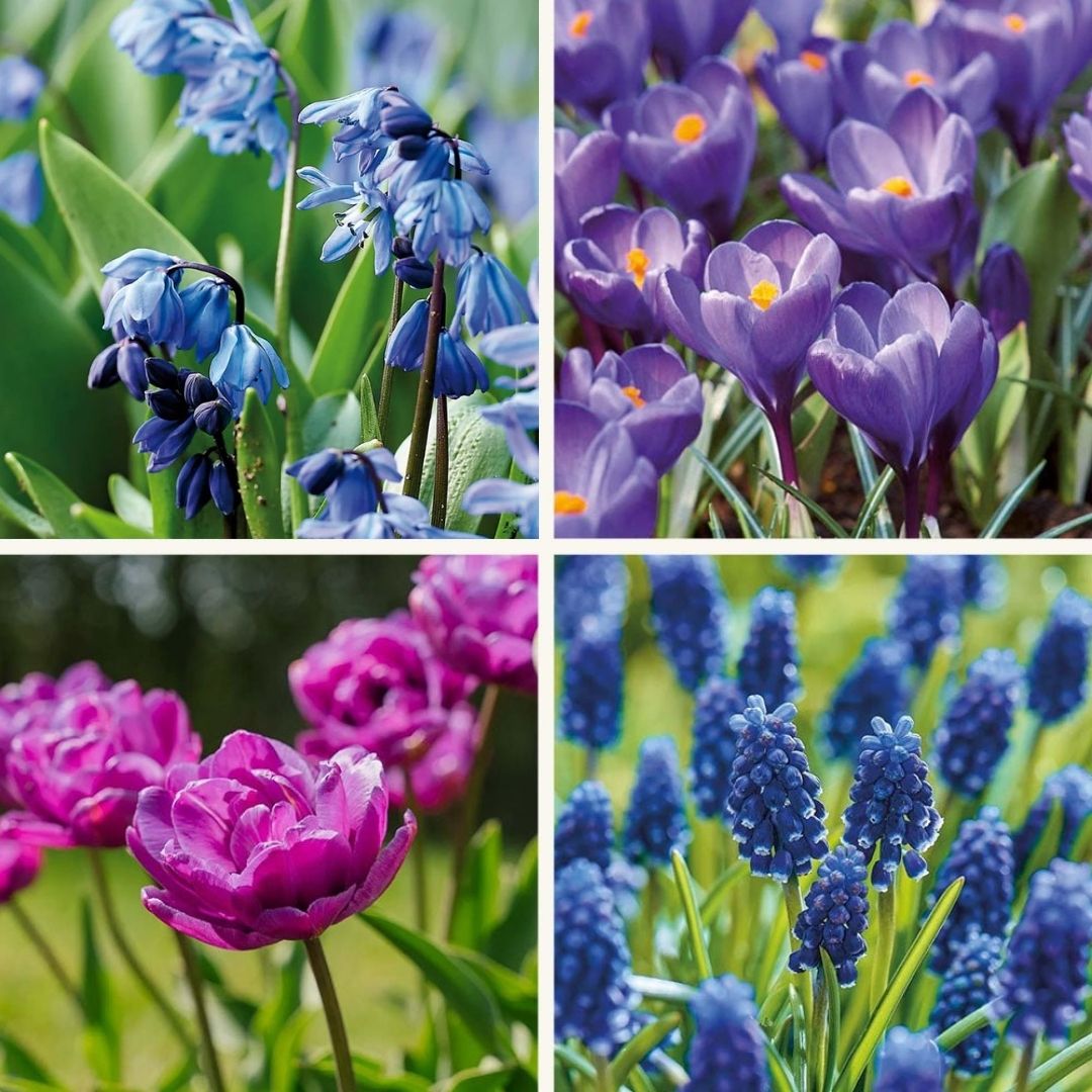 Bloembollenlasagne 'Midnight Blue'